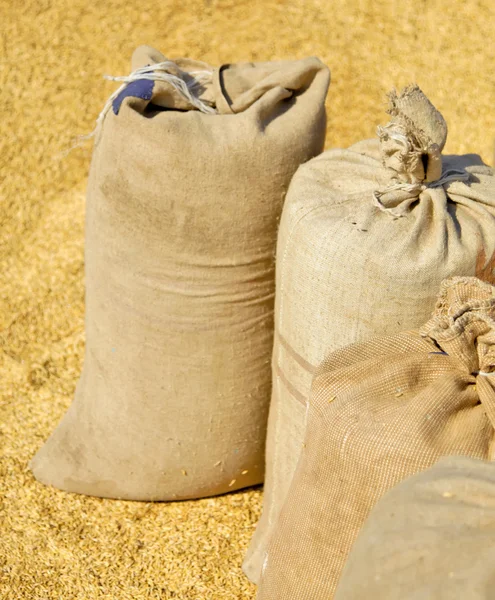 Sacos con cosecha de trigo y hweat amarillo al fondo . — Foto de Stock