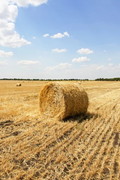 Straw bales in a field with blue sky — Stock Photo, Image