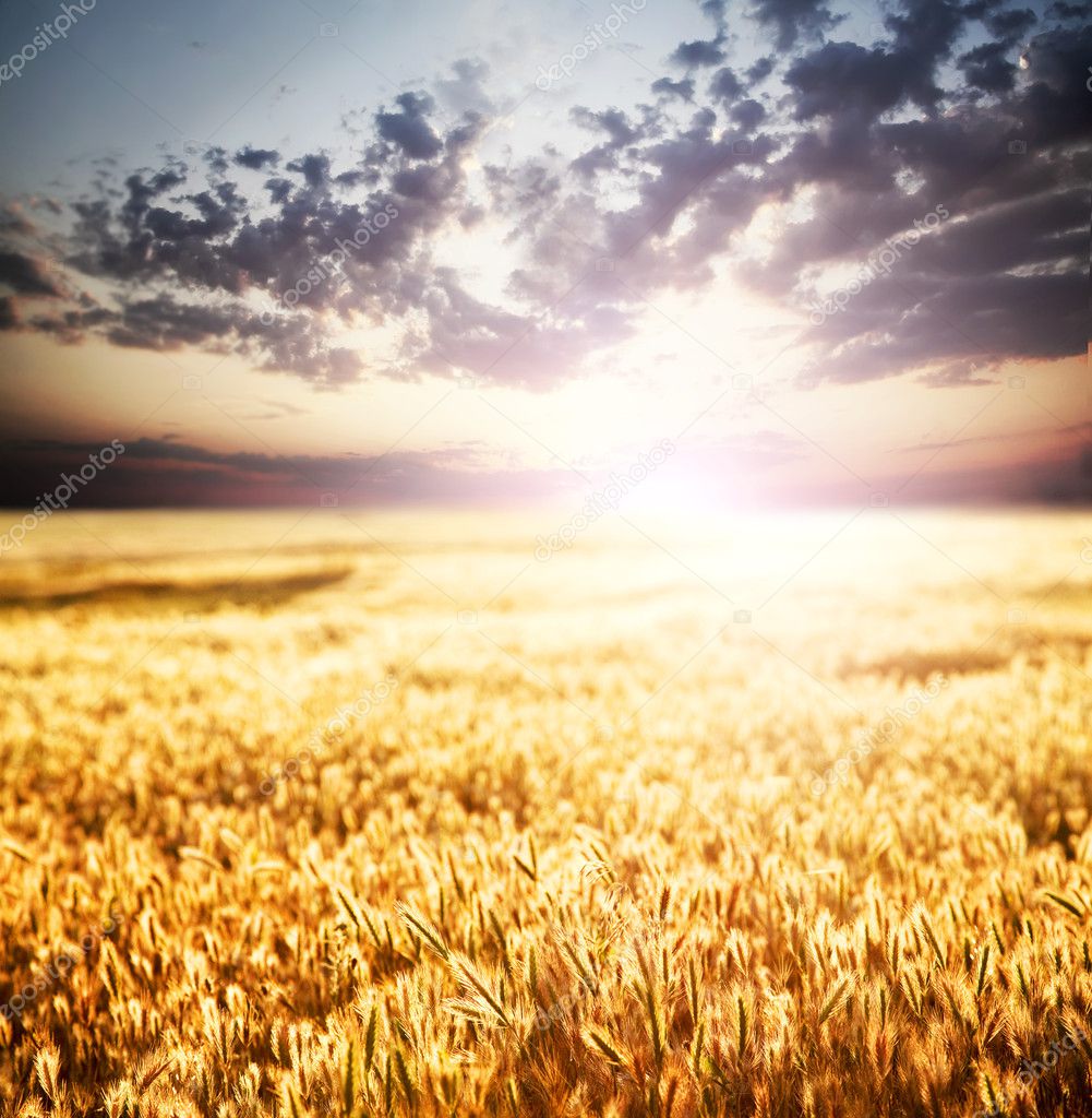 Sunset over wheat field. — Stock Photo © massonforstock #5244383