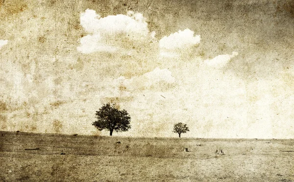 Field yakınındaki iki ağaç. — Stok fotoğraf