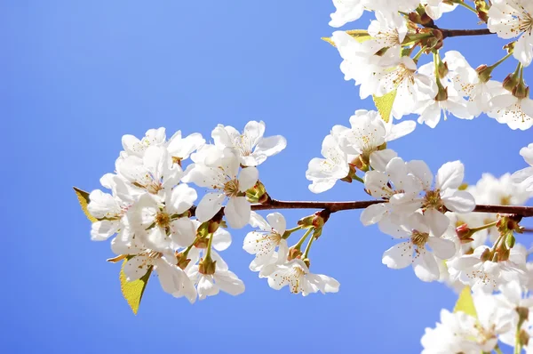 Bílé květy třešní v jarní zahradě na pozadí modré oblohy — Stock fotografie