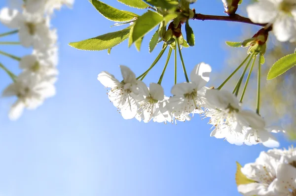 Fleurs blanches de cerise dans le jardin de printemps à fond bleu ciel — Photo