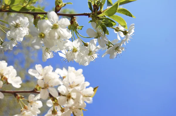 Bílé květy třešní v jarní zahradě na pozadí modré oblohy — Stock fotografie