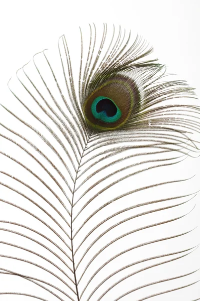 Peacock feathers — Stock Photo, Image