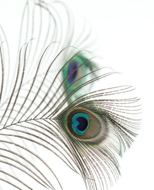 Peacock feathers clipart