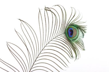 Peacock feathers clipart