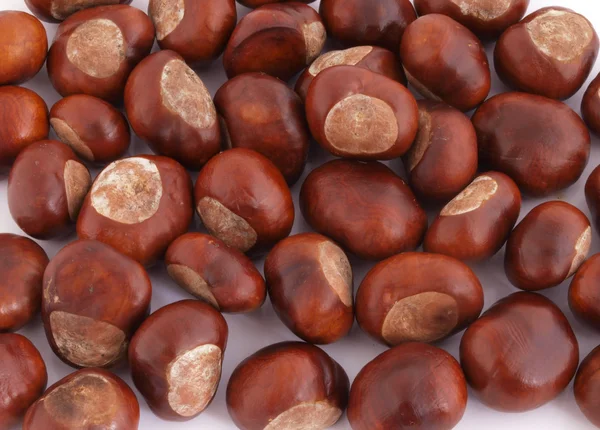 Horse chestnut or conker. — Stock Photo, Image