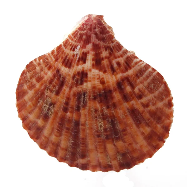 Sea Shell Plain White Background — Stock Photo, Image