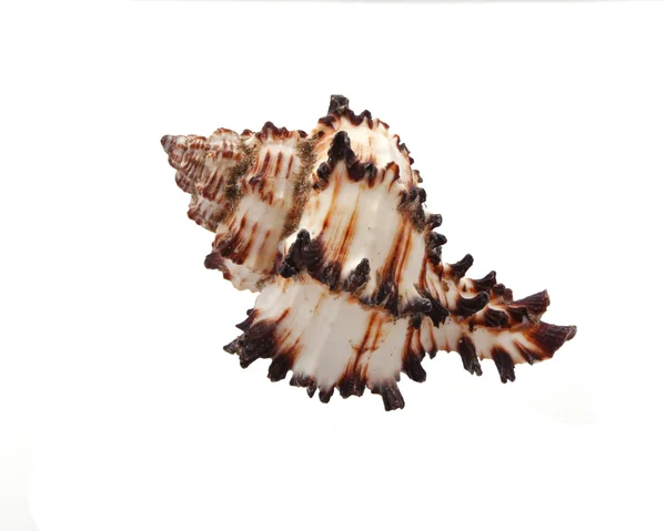Sea Shell Een Effen Witte Achtergrond — Stockfoto