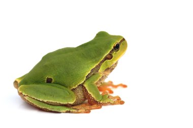 Isolated tree frog clipart