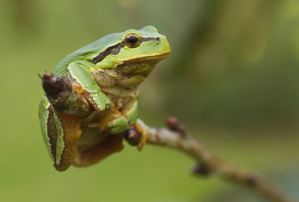 Висячі деревна жаба — стокове фото