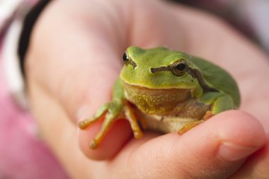 Tree frog on child hand clipart