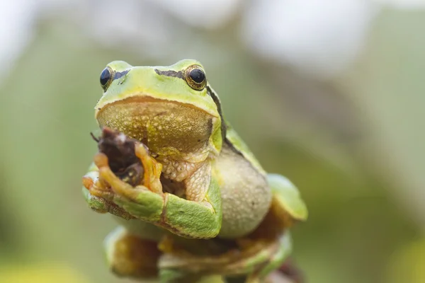Hanging tree frog — Stock Photo, Image