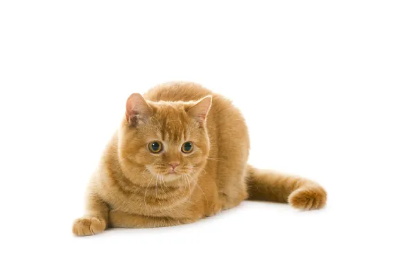 stock image Orange british pedigree cat