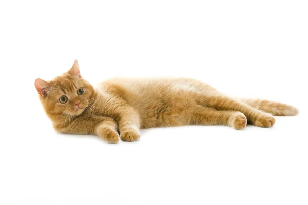 stock image Orange british pedigree cat