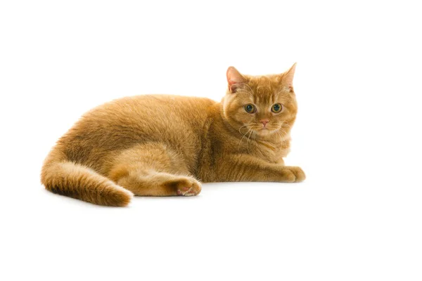 Γάτα πορτοκαλί βρετανική γενεαλογία — Φωτογραφία Αρχείου