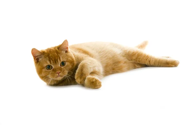 Orange british pedigree cat — Stock Photo, Image