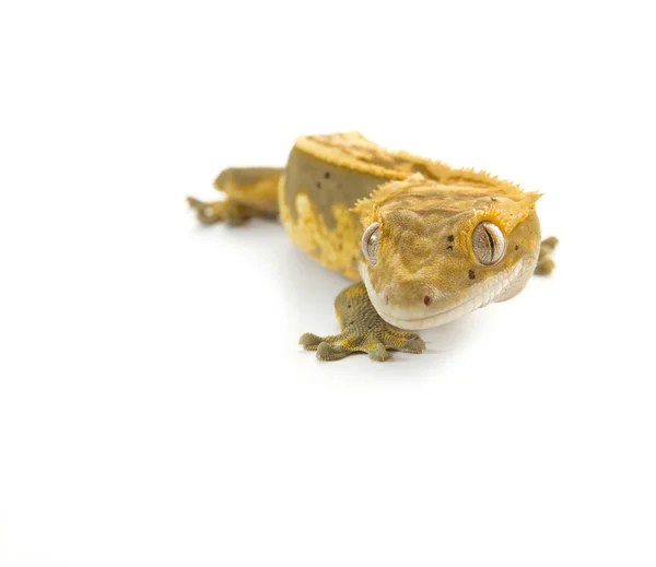 Small Gecko — Stock Photo, Image