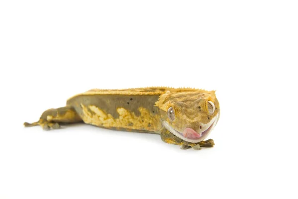 Gecko mici — Fotografie, imagine de stoc