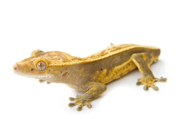 Liten gecko — Stockfoto
