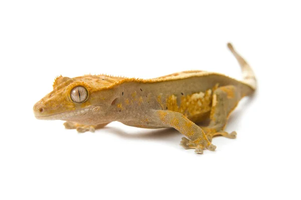 Liten gecko — Stockfoto