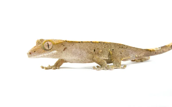 Malé gecko — Stock fotografie