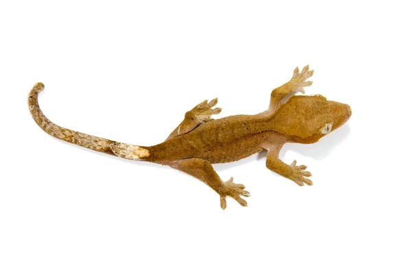 Kleiner Gecko — Stockfoto
