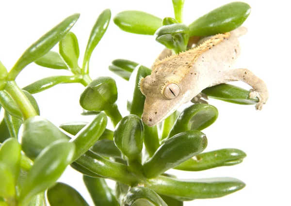 Gecko på anläggningen — Stockfoto
