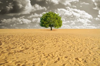 Tree alone in desert clipart