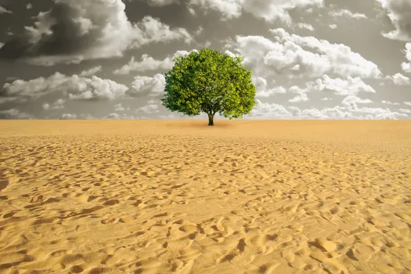 Дерево одиноко в пустыне — стоковое фото