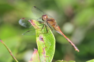 yakut meadowhawk