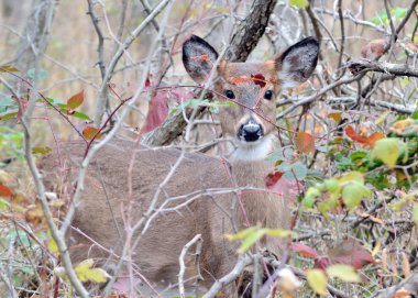 Whitetail Geyik yaşındaki