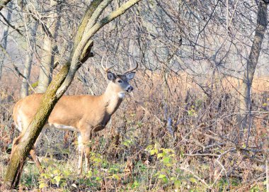 Whitetail Geyik buck