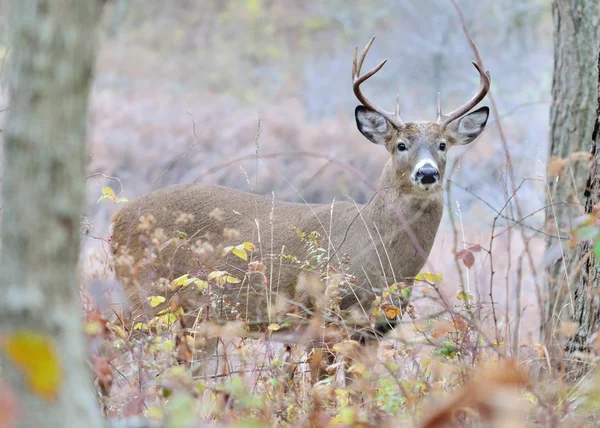 Whitetail Geyik buck