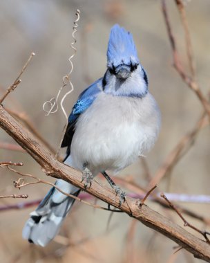 Blue jay clipart