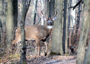 Whitetail Geyik buck