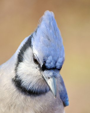 Blue Jay clipart