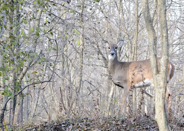 Whitetail Deer Doe — Stock Photo, Image