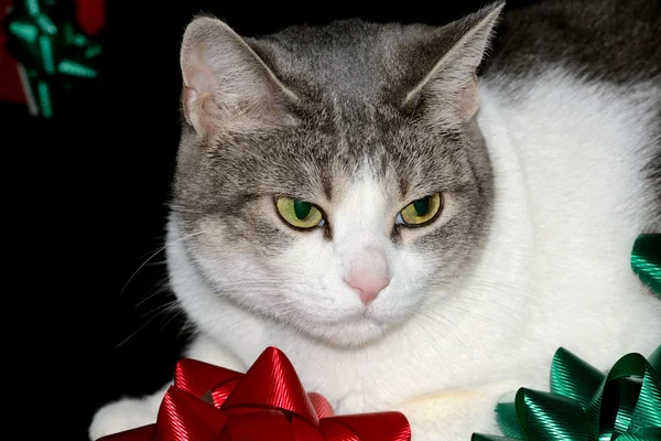 Christmas Cat — Stock Photo, Image
