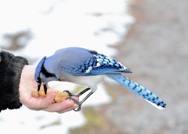 Blue jay clipart