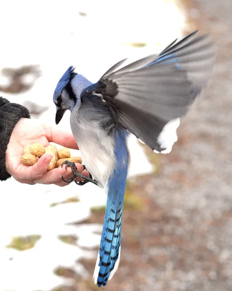 stock image Blue jay In Hand