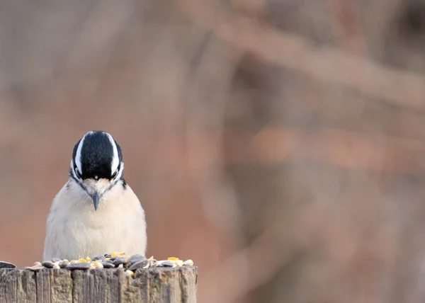 霜霉病啄木鸟 — 图库照片