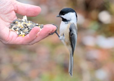 Black-capped Chickadee clipart