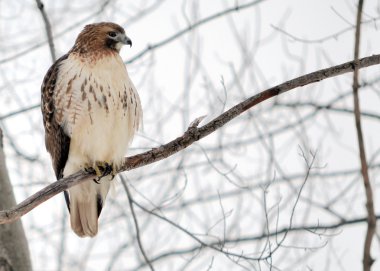 Red-tailed Hawk clipart