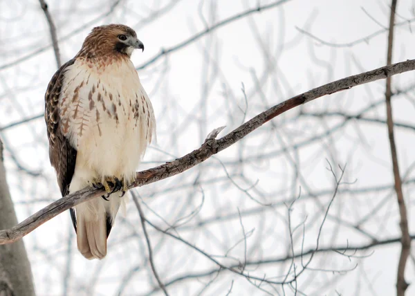 Red-tailed Hawk — Stock Photo, Image