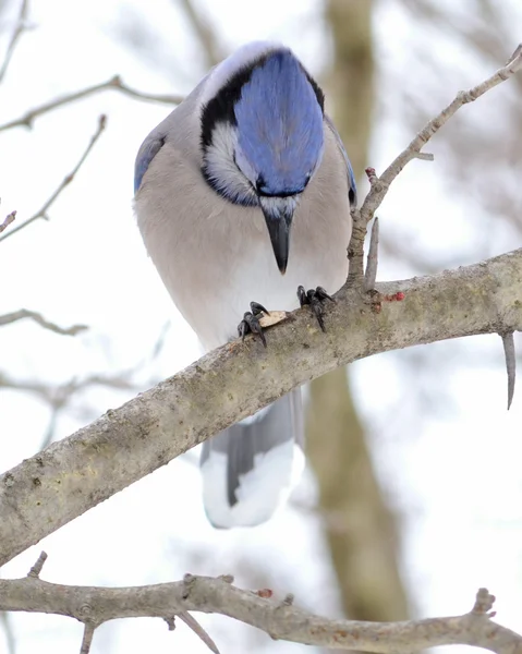 # Blue Jay # — Foto Stock