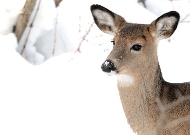 Kışın kar ormanda Whitetail Geyik doe ayakta.