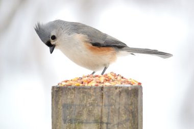 Tufted Titmouse clipart