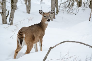 Kışın kar ormanda Whitetail Geyik doe ayakta.