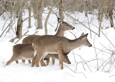 Whitetail deer doe standing in winter snow with two yearlings. clipart